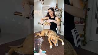 Dog cake 🍰 from comedy video viralvideo funny shorts [upl. by Sivi]