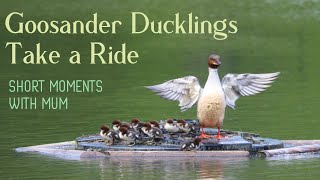 Babies Riding On Mums Back  Goosander Ducklings Mergus Merganser [upl. by Anaeg946]