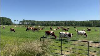 Herd behaviour  happy grazing cows [upl. by Sallie]