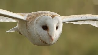 Graceful Barn Owl Hunting in the Daytime  BBC Earth [upl. by Fillian590]