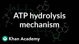 ATP hydrolysis mechanism  Biomolecules  MCAT  Khan Academy [upl. by Atiuqram303]