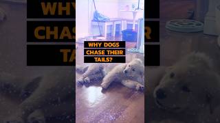 Why DOGS Chase Their Tails [upl. by Darom]