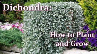 How to grow Dichondra from Seeds and how to propagate Dichondra  My Simplest Methods [upl. by Block306]