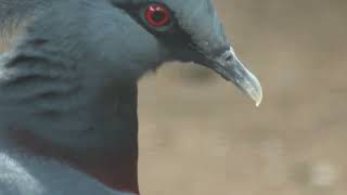 Victoria Crowned Pigeon Moments [upl. by Senaj]