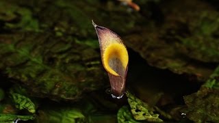 Rasbora bunguranensis and Cryptocoryne cordata var natunensis DIscoveryPlanet [upl. by Enogitna]