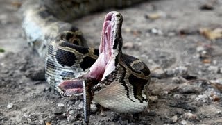 Python vs Python 01  Snake Cannibalism [upl. by Kubis]