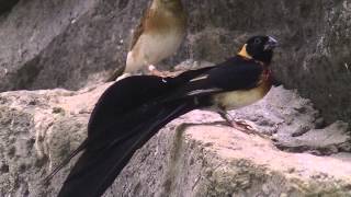 ホウオウジャク（上野動物園）：Longtailed paradise whydah Ueno Zoo [upl. by Nica247]