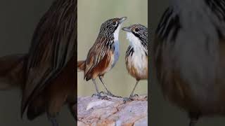 Striated grasswren Amytornis striatus [upl. by Hcahsem]