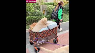 The golden retriever goes out with his puppy and owner🥳 [upl. by Oconnor]