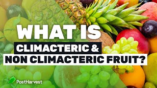 What is Climacteric amp NonClimacteric Fruit [upl. by Damalas62]