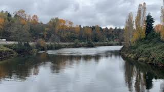 Duwamish River in Tukwila [upl. by Granlund339]