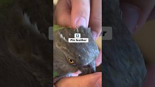 How to Open Pin Feathers on a Small Parrot [upl. by Llain]