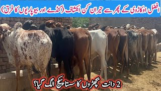 Short term Business Bachra Farming  How to Start Calf Business  Cheap prices Calves [upl. by Atnuahs563]