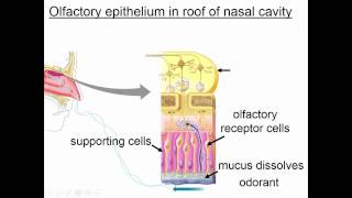Olfaction and Taste [upl. by Arretahs]