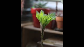 Time lapse growth of Amorphophallus Konjac [upl. by Kistner]