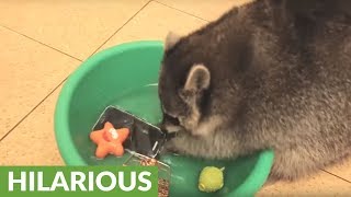 Raccoon decides to wash and rinse owners smartphone [upl. by Loralie]