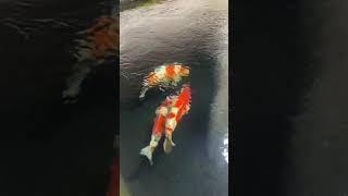 These are growing well from 59cm to 65cm GreysKoi koicarp nishikigoi kohaku koi fish [upl. by Foster]