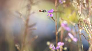 Stylidium debile slaps tiny bee [upl. by Ycinuq]