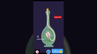 FERTILIZATION AND POLLEN TUBE GENERATION🌸😯NCERTNEETCLASS 11 BIOLOGY trending biology 3d [upl. by Delle834]