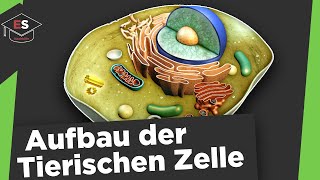 Tierische Zelle  Aufbau und Funktionen  Tierische Zelle Aufbau und Funktionen einfach erklärt [upl. by Drona263]