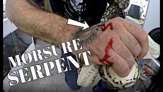 Il sest fait MORDRE par un GROS SERPENT   PARTIE 2 [upl. by Butcher]