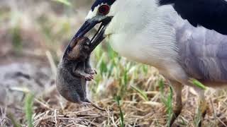 Black crowned night heron once again Shows his hunting prowess [upl. by Ai]