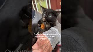 Cats Stealing Human Food 🍗  Funny Cat Compilations shorts cats catsoftiktok [upl. by Surad]