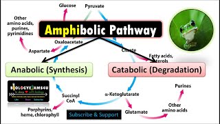 Amphibolic Pathway with Examples Why Citric Acid Cycle or Krebs Cycle is called Amphibolic [upl. by Rodavlas537]