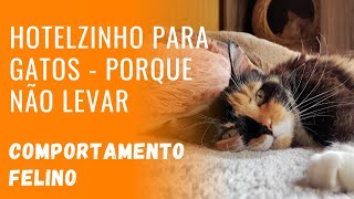 Hotelzinho para gatos  Porque não levar  Comportamento felino l Gato é Vida [upl. by Hsakaa31]