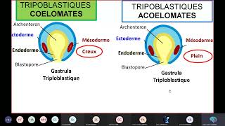 Séance 2 Biologie animale Embranchement des Protozoaires [upl. by Jessy]