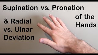 Supination vs Pronation Radial vs Ulnar Deviation of the Hand [upl. by Mahmoud]