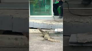 Feeding monitor lizard [upl. by Allemaj854]