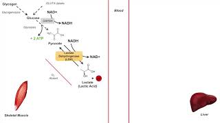 Cori Cycle  Lactic Acid Metabolism  Purpose and Importance in Anaerobic Metabolism [upl. by Hekking]