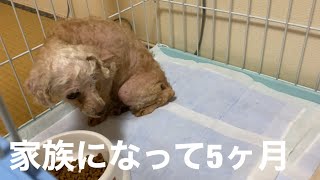 【元繁殖犬】家族になって５ヶ月の追跡【トイプードル】 [upl. by Airetak121]