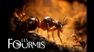 Les Fourmis  Le jeu inspiré de la trilogie de livres de Bernard Werber [upl. by Geithner664]