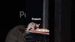 Australia possum shorts nature viralvideo [upl. by Ynaittirb]