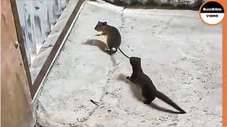 Weasel Rips a Mouse To Death  Look How He Caught it [upl. by Cati]