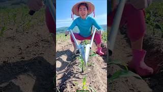 Amazing Seedling Planting Tool for Rural Farmer  Modern Agriculture shorts tool youtubeshorts [upl. by Latreese924]