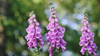 How to Grow Foxglove [upl. by Swayne]