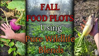 Fall Food Plots In the Southwest  WHS Seeds Pure Wildlife Blends [upl. by Atsed33]