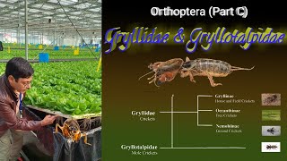 Insect Orders Part 5 Orthoptera C Gryllidae amp Gryllotalpidae By Dr Imran Khatri [upl. by Ailhat852]