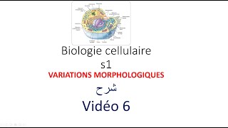 biologie cellulaire s1 vidéo 06  variations morphologiques شرح [upl. by Lehpar789]