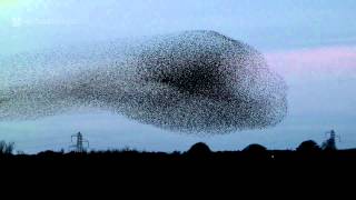 Gretna Green Starling Murmurations [upl. by Sabella]