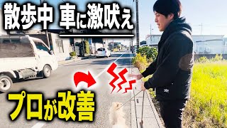 【犬のしつけ】愛犬の散歩中の吠えをドッグトレーナーが実践改善【トレーニング】 [upl. by Rhyner911]