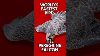 Fastest Bird Alive The Peregrine Falcon’s Epic Dive shorts short peregrinefalcon birds [upl. by Adda384]