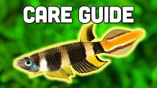 Clown Killifish Care Guide  Stunning 7Colored Killifish for Nano Tanks [upl. by Irrep66]