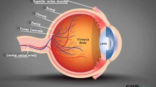 Human Eye Structure Eye Anatomy Explained [upl. by Eimas]