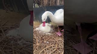 Coscoroba swan waterfowl birds [upl. by Macey355]