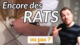 Infestation extrême de RATS dans une maison 44 [upl. by Hance466]