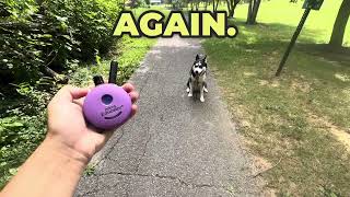 Kronk the husky all off leash [upl. by Airotkciv]